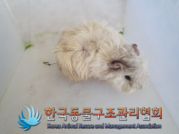 한국동물구조관리협회_411323202300200